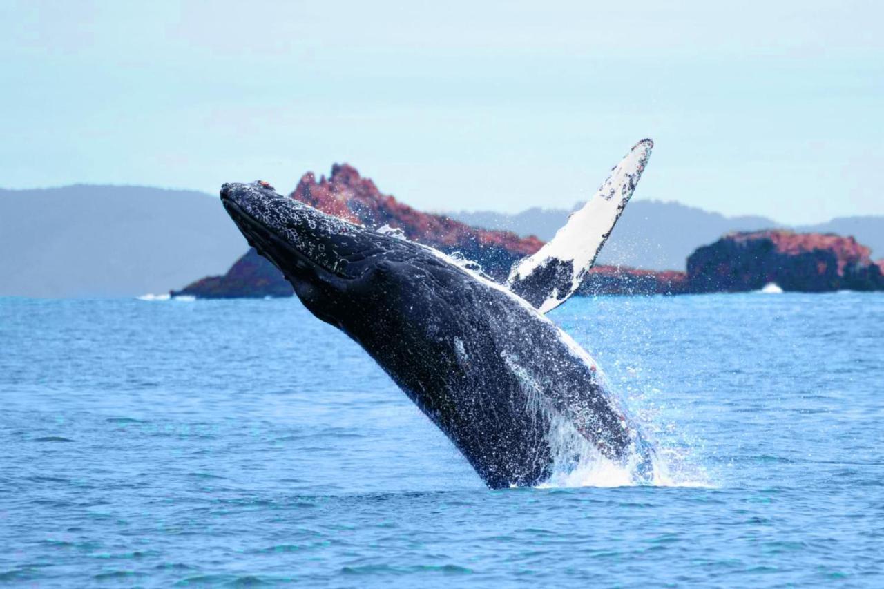 Stunning Oceanview Coastal Home Beach Trails Family Activities Montara Екстер'єр фото